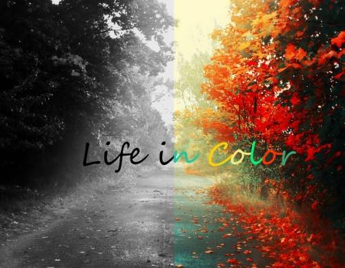Life in Color