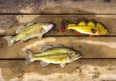 второй скриншот из Fishing Planet