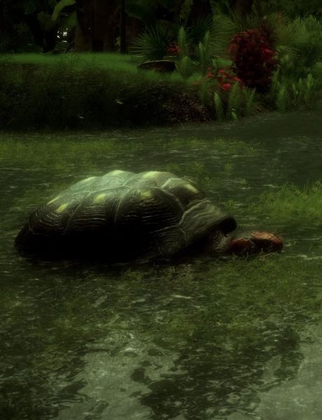 The Red-Footed Tortoise The Red-Footed Tortoise