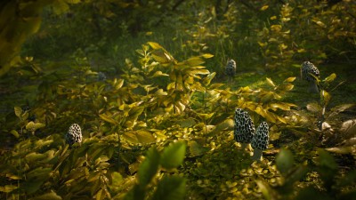 первый скриншот из Morels: The Hunt