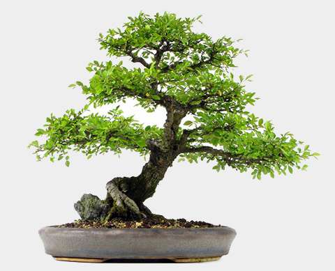 Go Bonsai Go Bonsai